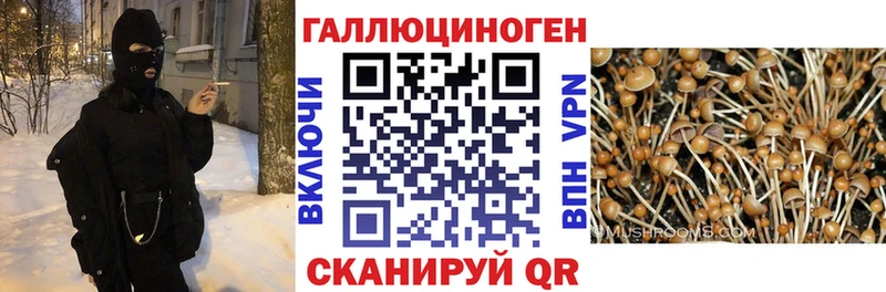 Псилоцибиновые грибы Psilocybine cubensis  Купить закладки  Ковылкино 